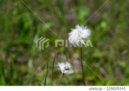 栂池自然園の夏の山野草・ワタスゲ／長野県 129029141