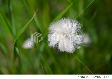 栂池自然園の夏の山野草・ワタスゲ／長野県 129029142