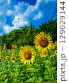暑い夏のひまわり 暑い夏のひまわり 129029144
