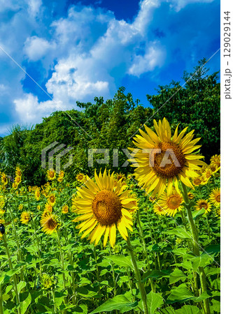 暑い夏のひまわり 暑い夏のひまわり 129029144