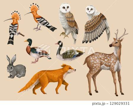 Wood's animals and birds isolated. Vector. Wood's animals and birds isolated. Vector. 129029331