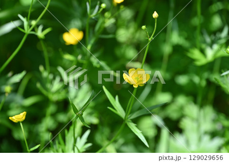 栂池自然園の夏の山野草・ミヤマキンポウゲ／長野県 129029656