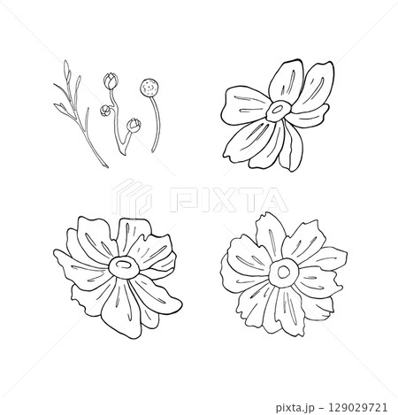 Set with buds of Japanese Anemone in graphic style. Flowers, twigs, petals hand drawn ink vector illustration, line art on white background for compositions design on holidays, decor design, textile 129029721