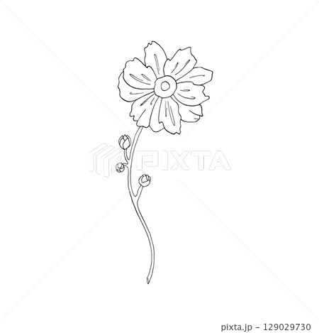 Single simple flower Japanese Anemone. Hand drawn ink illustration in graphic style, line art, wild plant. Vector on white background for postcard March 8, wedding invitation, textile, decor design 129029730