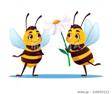 Cartoon funny cute bee characters with flower gift for love or friendship, vector honeybees. Little bee gifting daisy flower to honeybee or bumblebee with happy smile and shy face for insect character Cartoon funny cute bee characters with flower gift for love or friendship, vector honeybees. Little bee gifting daisy flower to honeybee or bumblebee with happy smile and shy face for insect character 129030121