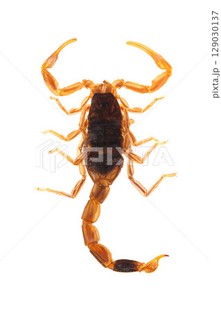 Chinese golden scorpion, Olivierus martensii, also known as Manchurian, and Chinese armor-tail scorpion, a poisonous predatory arachnid with venomous sting. Isolated, from above, about 2 cm in size. 129030137