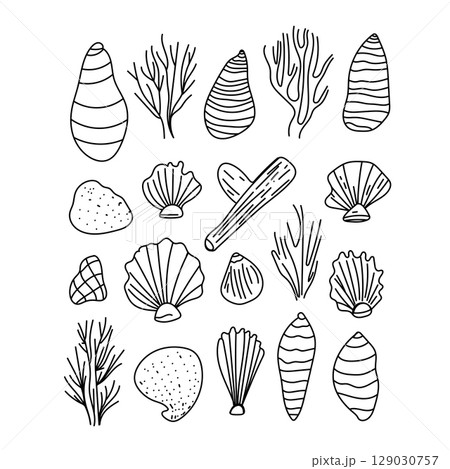 Vector set of outline sea shells drawn in minimal line art style. Hand-drawn contour illustrations. Vector set of outline sea shells drawn in minimal line art style. Hand-drawn contour illustrations. 129030757