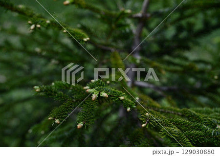 栂池自然園の夏の植物・オオシラビソの新芽/長野県 栂池自然園の夏の植物・オオシラビソの新芽/長野県 129030880