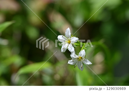 栂池自然園の夏の山野草・イワイチョウ／長野県 129030989