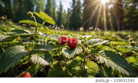 Wild strawberry bush in a sunny forest. Ripe...のイラスト素材 [129031143] - PIXTA