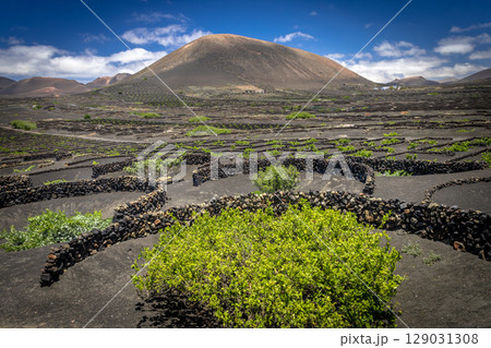 Volcanic vineyards growing in lanzarote 129031308