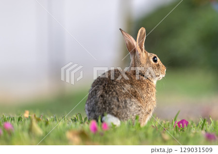 Wild rabbit in nature. Grey small hare eating grass on Florida backyard 129031509