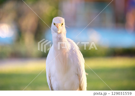 White cattle egret wild bird, also known as Bubulcus ibis walking on green lawn in summer 129031559