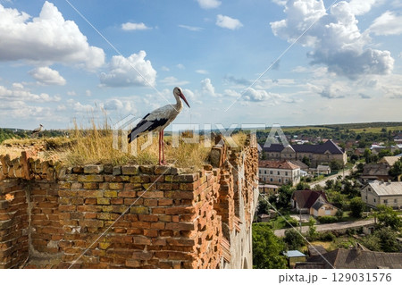 White and black stork bird standing on an old ruined building in summer. White and black stork bird standing on an old ruined building in summer. 129031576