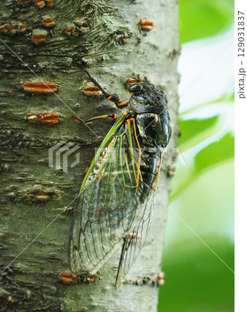 夏休みイメージ（クマゼミ） 129031837