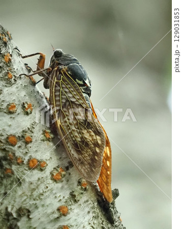 夏イメージ（セミ／アブラゼミ） 129031853