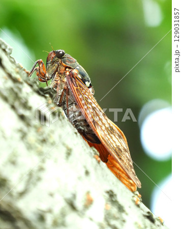 夏イメージ(セミ/アブラゼミ) 夏イメージ(セミ/アブラゼミ) 129031857