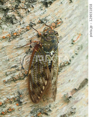 夏イメージ(セミ/アブラゼミ) 夏イメージ(セミ/アブラゼミ) 129031858