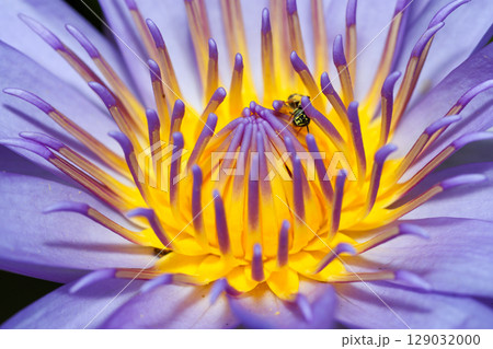 close up lotus flower yellow and purple color is so beautiful close up lotus flower yellow and purple color is so beautiful 129032000