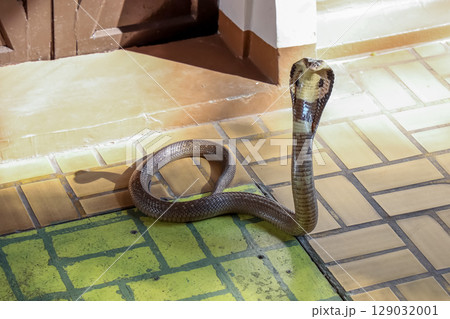 The Beautiful black Cobra snake on cement floor at thailand 129032001