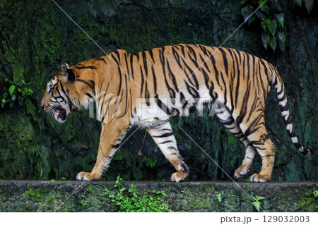 Close up Indochinese tiger is beautiful animal and dangerous 129032003