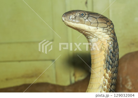 Close up head king cobra is dangerous snake at garden thailand 129032004