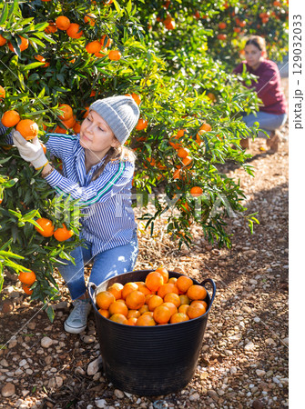 Young woman farmer plucks tangerines, putting fruit in a busket Young woman farmer plucks tangerines, putting fruit in a busket 129032033