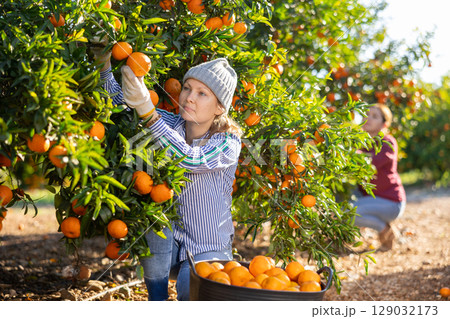 Portrait of successful woman farmer near mandarin tree gathering local organic tangerines in garden during harvest Portrait of successful woman farmer near mandarin tree gathering local organic tangerines in garden during harvest 129032173
