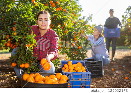 Skilled young woman farmer employee in plaid shirt harvesting fresh tangerines during work on farm during daytime 129032178