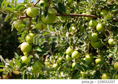 Apples tree branches with ripe fruits Apples tree branches with ripe fruits 129032207