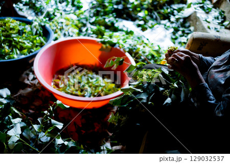 Female sorting traditional Turkish Ada tea into red and blue bowls for herbal preparation Female sorting traditional Turkish Ada tea into red and blue bowls for herbal preparation 129032537