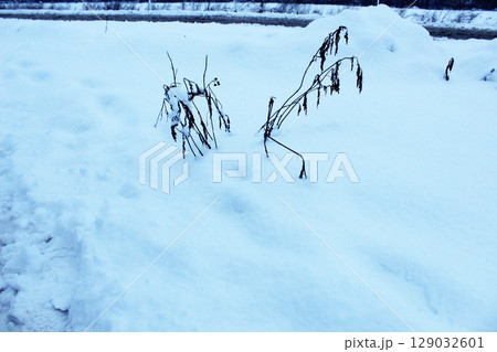 Dry branches of the plant stick out from under the snow. Wintering plants. 129032601