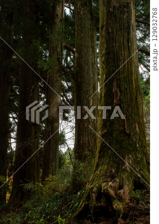 箱根・旧東海道の杉並木。歴史と自然が息づくパワースポットの道。 129032768