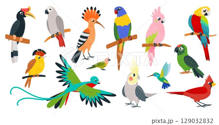 Cartoon tropical birds. Cute parrots, kolibri toucan. Paradise exotic bird, sitting on branch, flying. Isolated parakeet macaw ara, classy vector characters 129032832