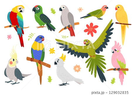 Cartoon parrots characters. Funny exotic birds sitting on branch and flying. Isolated tropical vibrant bird, cute parrot macaw, cockatoo, classy vector set 129032835