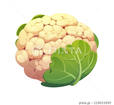 Cartoon raw ripe cauliflower vegetable head with creamy white florets and lush green leaves. Isolated vector fresh garden plant, natural food, healthy vegetarian eating, natural farm produce Cartoon raw ripe cauliflower vegetable head with creamy white florets and lush green leaves. Isolated vector fresh garden plant, natural food, healthy vegetarian eating, natural farm produce 129033095