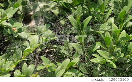 Hedge branches covered with cobwebs texture background  129033100