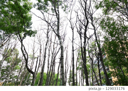 row of dying trees in urban green space row of dying trees in urban green space 129033176