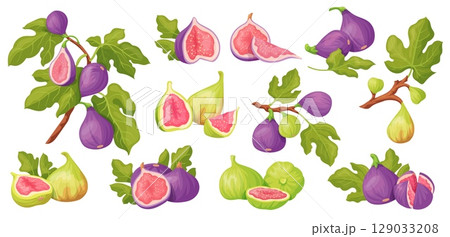 Cartoon fig. Sweet figs purple or green fresh fruit on tree branch with leaves, summer tropical exotic fruits half cut pulp seeds leaf dessert food set, neat vector illustration 129033208