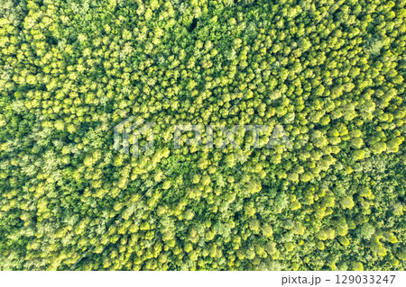 Top down aerial view of green summer forest with many fresh trees. 129033247