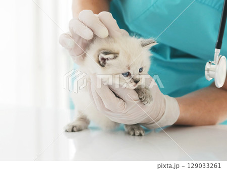 Ragdoll kitten and veterinarian 129033261