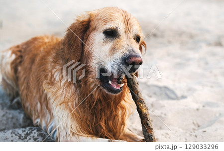Adorable Golden Retriever On A Sandy Beach Adorable Golden Retriever On A Sandy Beach 129033296