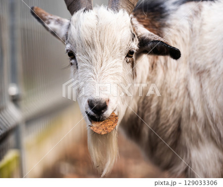 Beautiful Young Goat On An Outdoor Farm Beautiful Young Goat On An Outdoor Farm 129033306