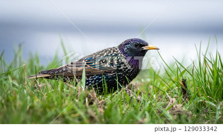 Beautiful Male Starling Singing 129033342