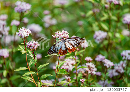 フジバカマにとまるアサギマダラ 129033757