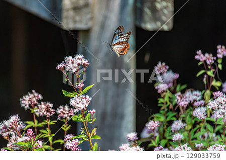 フジバカマにとまるアサギマダラ 129033759