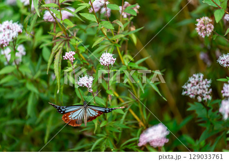 フジバカマにとまるアサギマダラ 129033761