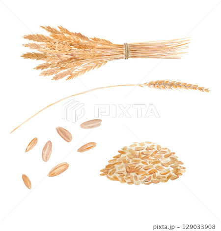 Wheat ear, scattered grains, wheat bunch, heap isolated on white background. Watercolor illustration set. Perfect for organic food design, bakery branding, eco packaging, agricultural themed projects Wheat ear, scattered grains, wheat bunch, heap isolated on white background. Watercolor illustration set. Perfect for organic food design, bakery branding, eco packaging, agricultural themed projects 129033908