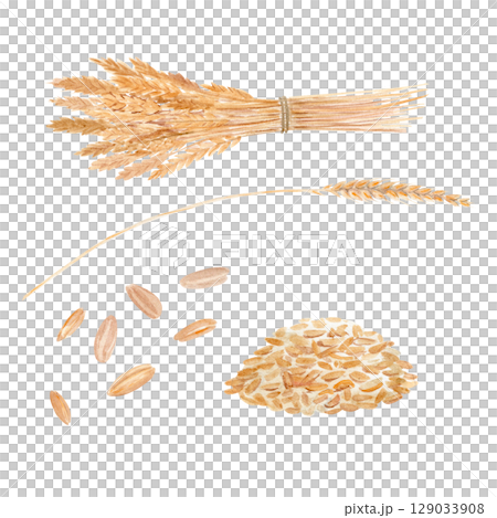 Wheat ear, scattered grains, wheat bunch, heap isolated on white background. Watercolor illustration set. Perfect for organic food design, bakery branding, eco packaging, agricultural themed projects 129033908