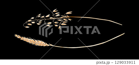Two separate cereal ears, oat and wheat. Watercolor illustration set isolated on black. Hand painted minimal botanical elements for packaging, farm logos, eco design, or autumn-themed compositions 129033911